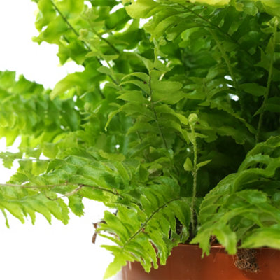 Nephrolepis Boston Fern - Indoor Tropical Plant in 12cm Pot, Houseplant with Lush Green Foliage (25-35cm Height Including Pot)
