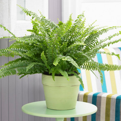 Nephrolepis Boston Fern - Tropical Houseplant in 12cm Pot, Fresh ...
