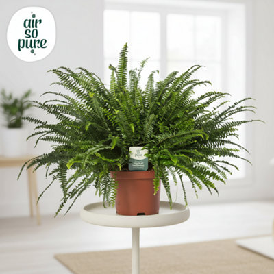 Nephrolepis Green Lady Pot size 26 Cm Diameter 80 fern exaltata Indoor ...