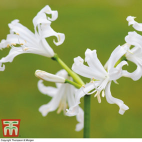 Nerine (Guernsey Lily) bowdenii Alba 5 Bulbs