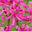 Nerine (Guernsey Lily) bowdenii Collection 20 Bulbs