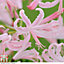 Nerine (Guernsey Lily) bowdenii Collection 20 Bulbs
