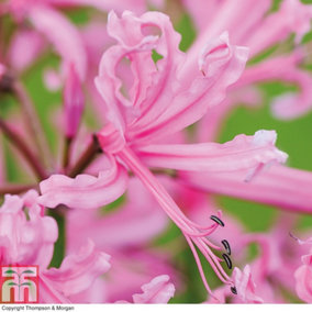Nerine (Guernsey Lily) bowdenii Pink 10 Bulbs (Size 12/14)
