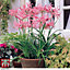 Nerine (Guernsey Lily) bowdenii Pink 10 Bulbs (Size 12/14)