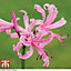 Nerine (Guernsey Lily) bowdenii Pink 20 Bulbs (Size 12/14)