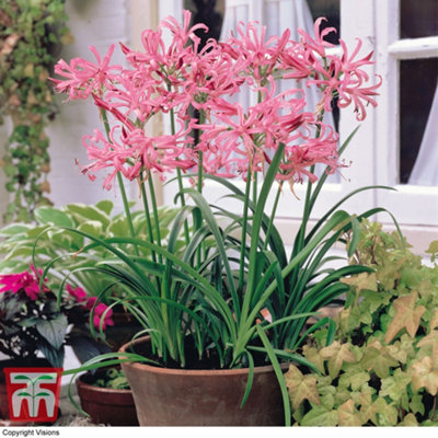 Nerine (Guernsey Lily) bowdenii Pink 50 Bulbs (Size 12/14)