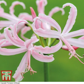 Nerine (Guernsey Lily) bowdenii Stefani 5 Bulbs