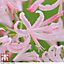 Nerine (Guernsey Lily) bowdenii Stefani 5 Bulbs