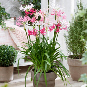 Nerine Hybridisers Mix x 10 Bulbs