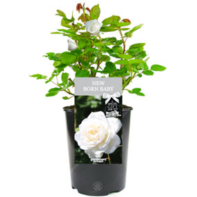New Born Baby White Rose - Outdoor Plant, Ideal for Gardens, Compact Size