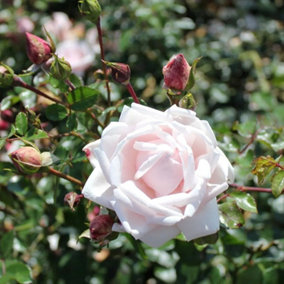 New Dawn Rose Bush White Flowering Roses Climbing Rose 4L Pot