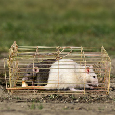 Mouse trap cage discount