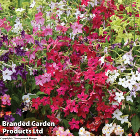 Nicotiana Eau De Cologne Mixed 72 Plug Plants