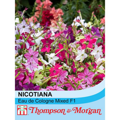 Nicotiana Eau De Cologne Mixed F1 Hybrid 1 Seed Packet (40 Seeds)