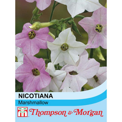 Nicotiana Mutabilis Marshmallow 1 Packet (100 Seeds) | DIY at B&Q