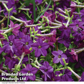 Nicotiana Perfume Deep Purple 15 Garden Ready Plants