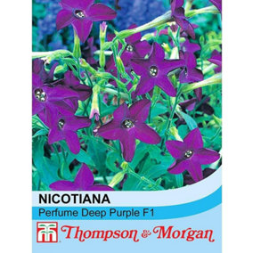 Nicotiana Perfume Deep Purple F1 Hybrid 1 Packet (40 Seeds)