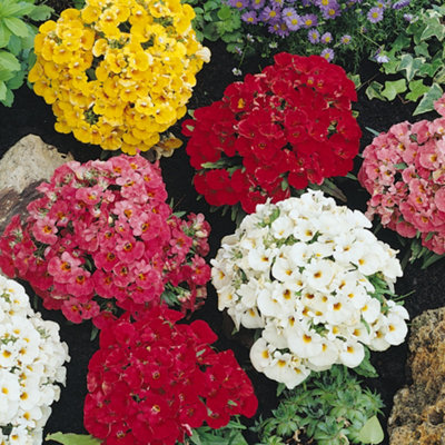 Nicotiania Cuba Mixed Colourful Flowering Garden Ready Plants 6 Pack