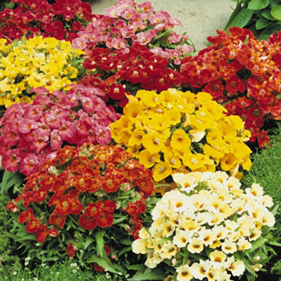 Nicotiania Cuba Mixed Colourful Flowering Garden Ready Plants 6 Pack