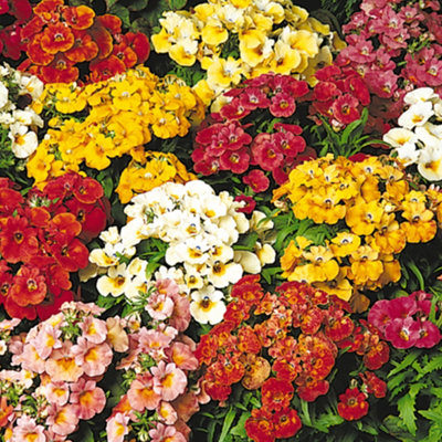 Nicotiania Cuba Mixed Colourful Flowering Garden Ready Plants 6 Pack - 3
