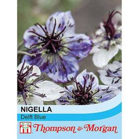 Nigella papillosa Delft Blue 1 Packet (500 Seeds)
