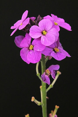 Night Scented Stock Flower Seeds (Approx. 260 seeds) by Jamieson Brothers