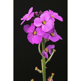 Night Scented Stock Flower Seeds (Approx. 260 seeds) by Jamieson Brothers