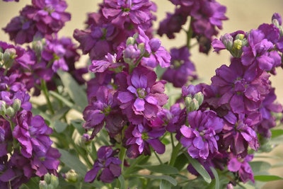 Night Scented Stock Flower Seeds (Approx. 260 seeds) by Jamieson Brothers