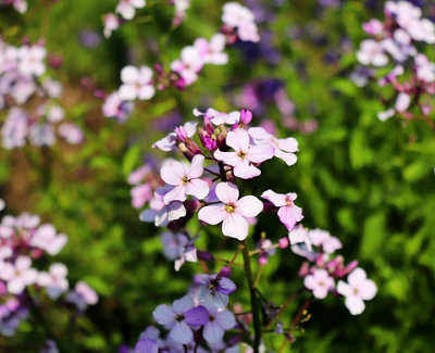 Night Scented Stock Flower Seeds (Approx. 260 seeds) by Jamieson Brothers - 3