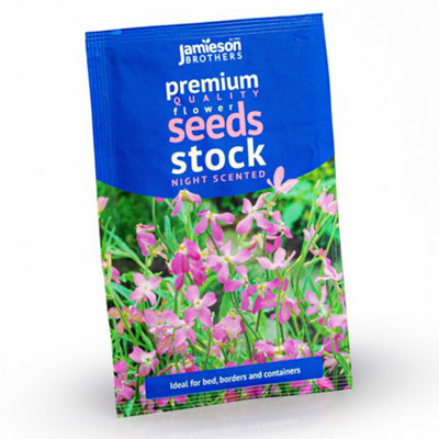 Night Scented Stock Flower Seeds (Approx. 260 seeds) by Jamieson Brothers - 7