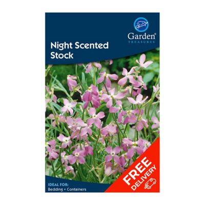 Night Scented Stock (Matthiola bicornis)