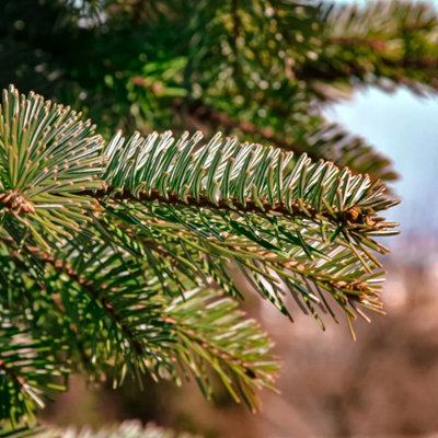 Noble Fir Pot Grown Christmas Tree - Living Premium Evergreen Potted ...