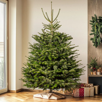 Nordmann Fir Fresh Cut Christmas Tree Real Live Fresh