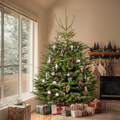 Nordmann Fir Fresh Cut Christmas Tree Real Live Fresh Seasonal Xmas Tree 4ft 120cm Delivery 16th