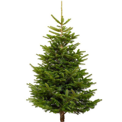 Nordmann Fir Fresh Cut Christmas Tree Real Live Fresh Seasonal Xmas Tree (5ft, 150cm) Delivery 16th - 20th December