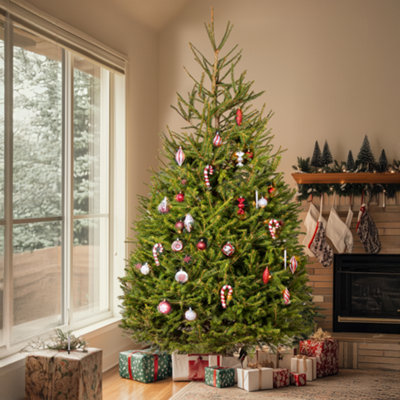 Norway Spruce Fresh Cut Christmas Tree - Real Xmas Tree for Festive Winter  Season - 6ft (180cm)