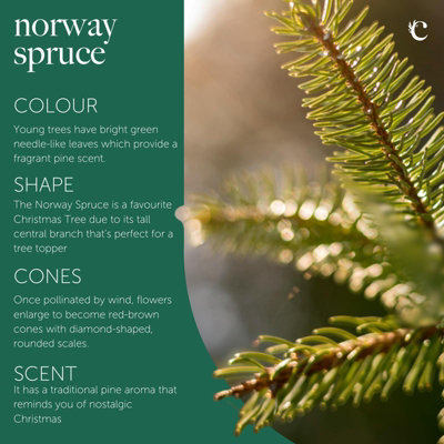 Norway Spruce Pot Grown Christmas Tree - Living Premium Evergreen ...