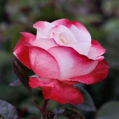 Nostalgia Hybrid Tea Rose Taneiglat Rich Perfumed Red Blooming Flowers ...