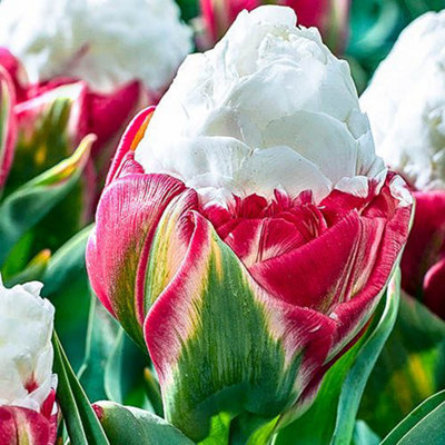 Novelty Premium Tulip 'Ice Cream' 10 bulbs Size 11+