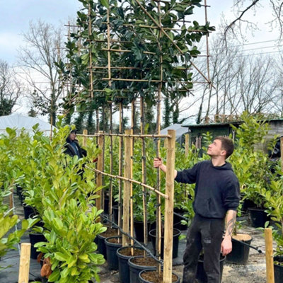 Novita Laurel Pleached Tree with Staking Kit - 180cm Stem and 8cm Girth