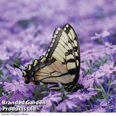 Nurserymans Choice Alpine Phlox 9cm Potted Plant x 1 | DIY at B&Q