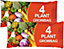 Nutrient Enriched Compost Grow Bag - 2 x 36L Grow Bags - Each Bag Holds 4 Plants.