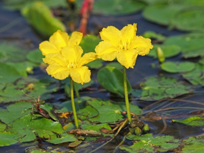 Nymphoides Peltata Deep Water - 9cm Bareroot - Marginal Aquatic Pond Plant