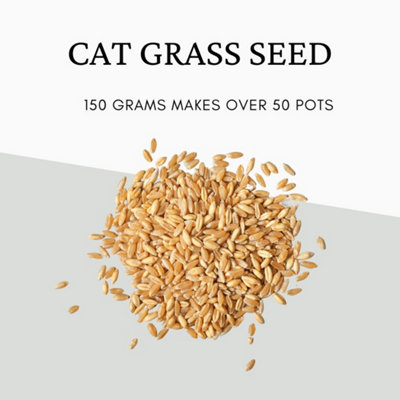 Certified Organic Cat Grass Seed Mix- 16 Oz - Non-GMO Grass