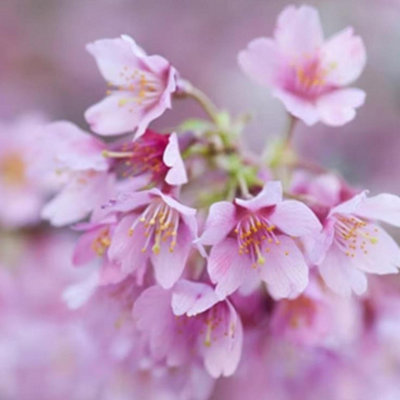 OkamE Ornamental Cherry Blossom Tree Outdoor Prunus x Incam 9L Pot 1.5m ...