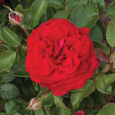 Old English Shrub Rose 'red' Bare Root 