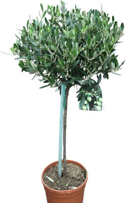 Olea europaea/Olive Tree Standard : 5L Pot : 85-95cm High (exc Pot)