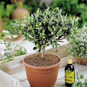 Olea europaea Olive Tree - Symbol of Peace and Abundance, Ideal for Mediterranean Gardens (20-30cm Height Including Pot)