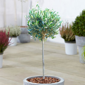 Olea Europea Patio Tree - Stunning Variety, Ideal for UK Gardens, Compact Size (2-3ft)