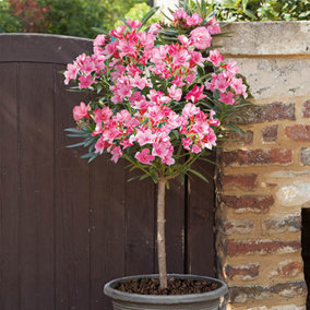Oleander Standard Pink in a 18cm Pot 96-115cm Tall